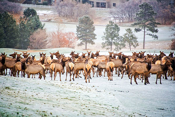Elk Herd In Parker Colorado Brian Chandler